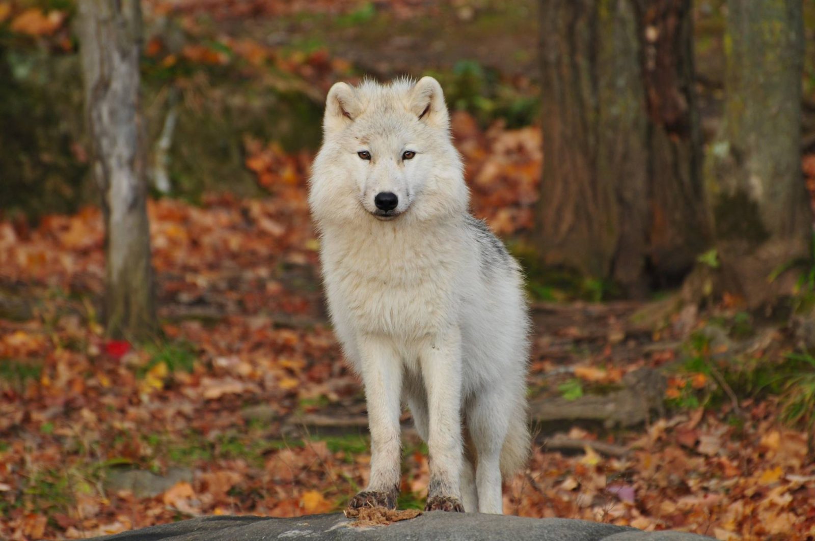 cosy living room ideas dire wolf-min